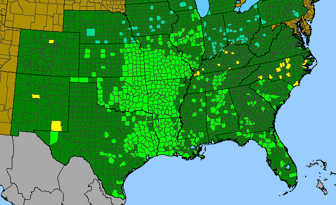 The range of Verbena canadensis